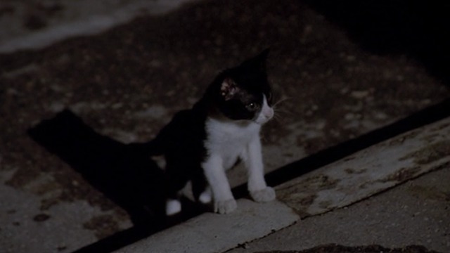 Love and Anarchy - tuxedo kitten on steps