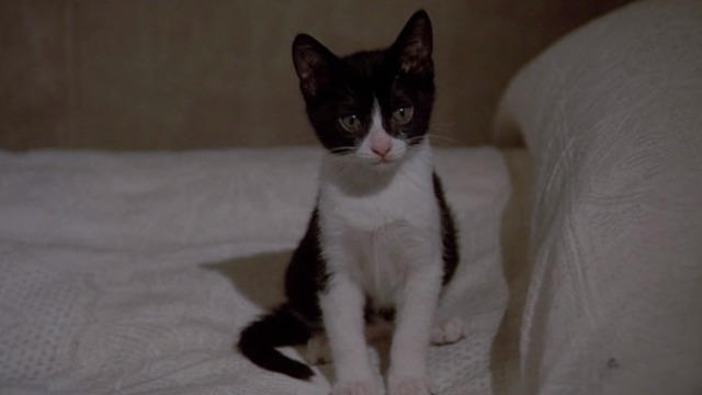 Love and Anarchy - tuxedo kitten on Tunin's bed in hotel