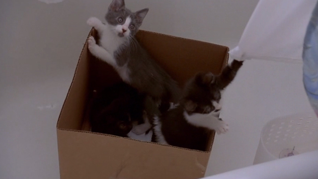 Love & Sex - box of kittens in bathtub