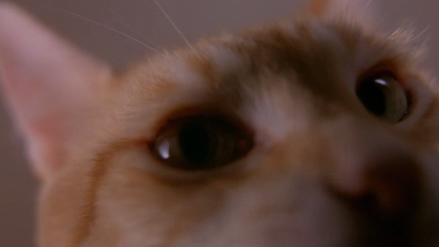 Love & Sex - extreme close up of orange tabby cat