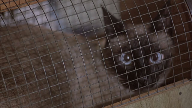 Love at First Bite - Siamese cat Salome in carrier