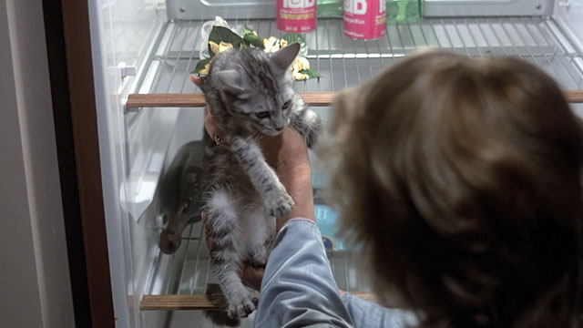Love at First Bite - Cindy finding grey tabby kitten inside refrigerator