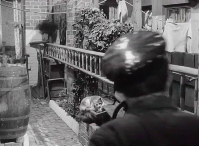 The Love Match - ginger and white cat sitting on cold frame as Brown Arthur Askey approaches