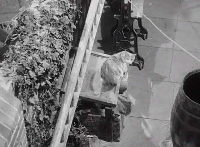 The Love Match - ginger and white cat sitting on cold frame in garden