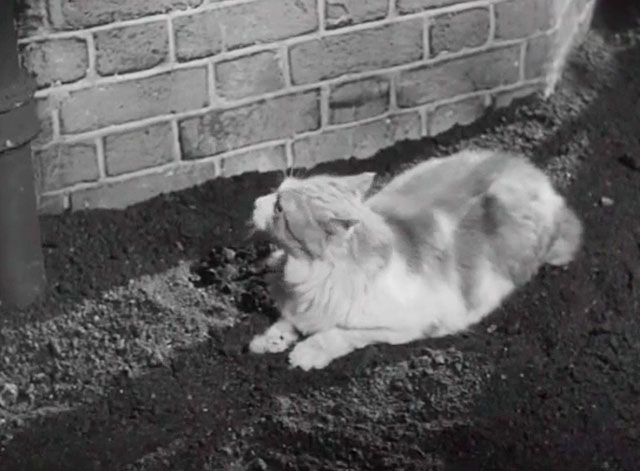 The Love Match - ginger and white cat sitting on dirt by wall