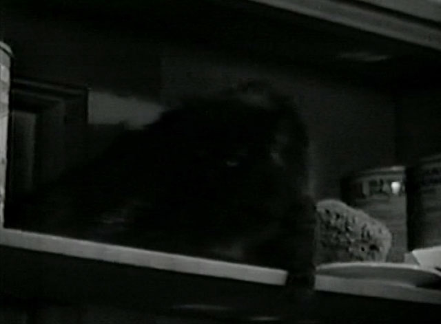 Love Among the Millionaires - longhair black cat on shelf