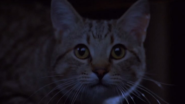 Love Potion No. 9 - tabby cat close up