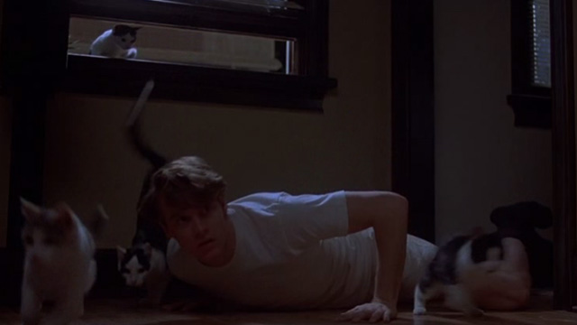 Love Potion No. 9 - cats coming in through window over Paul Tate Donovan