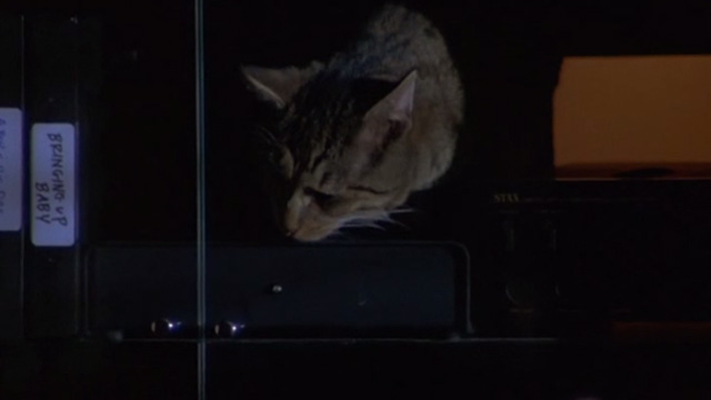 Love Potion No. 9 - tabby cat inside stereo cabinet