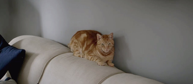 The Love Punch - ginger tabby cat Rumpus on couch