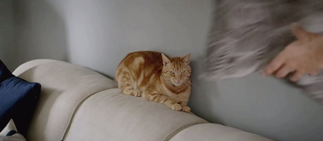 The Love Punch - ginger tabby cat Rumpus on couch with pillow being thrown