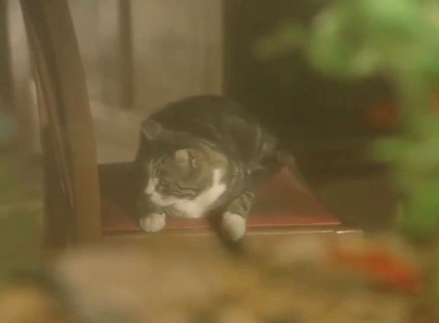 The Lovers! - tabby and white cat on chair behind fish tank