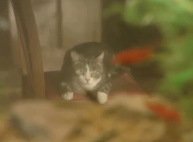 The Lovers! - tabby and white cat on chair behind fish tank