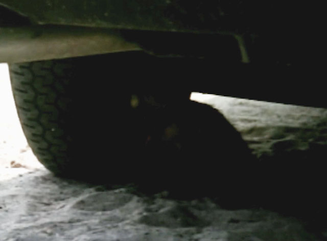 Lovers and Liars - Siamese kitten Tricky under car tire