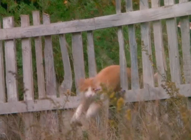 Love at Stake - ginger and white tabby cat running through gap in fence