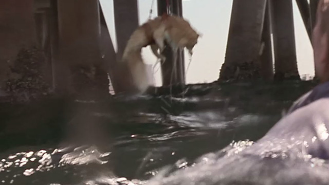 Love Stinks - fake longhaired ginger tabby Gracie dangling over water at end of pier