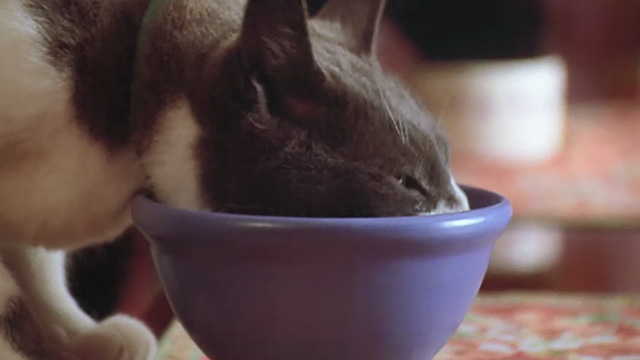 Love Stinks - gray and white cat eating from bowl