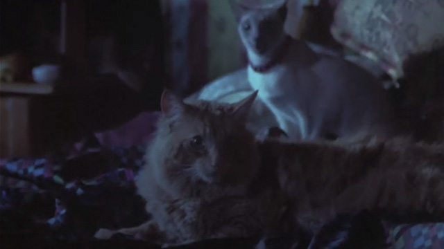 Love Stinks - longhaired ginger tabby Gracie and Siamese cat on bed in dark