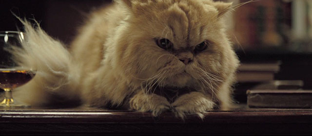 Love in the Time of Cholera - ginger Persian cat on table