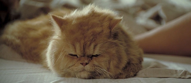 Love in the Time of Cholera - ginger Persian cat sleeping