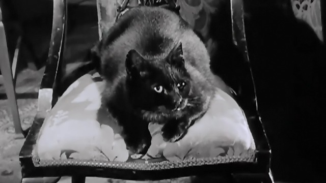 The L-Shaped Room - black cat Benji sitting on chair
