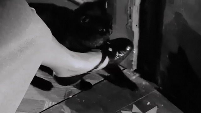 The L-Shaped Room - black cat Benji trying to sneak out of flat