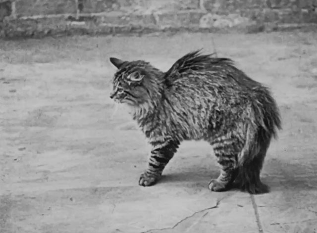 The Lucky Dog - longhair tabby cat on sidewalk