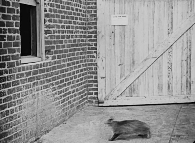 The Lucky Dog - longhair tabby cat about to jump into window