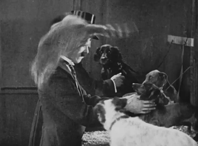 The Lucky Dog - longhair tabby cat landing on startled judge