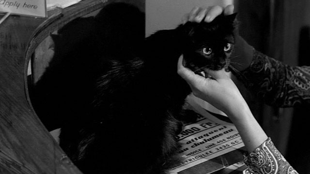 Lucky Jo - close up of black cat Napoleon