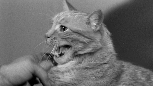 Lucky Jo - close up of tabby cat yowling