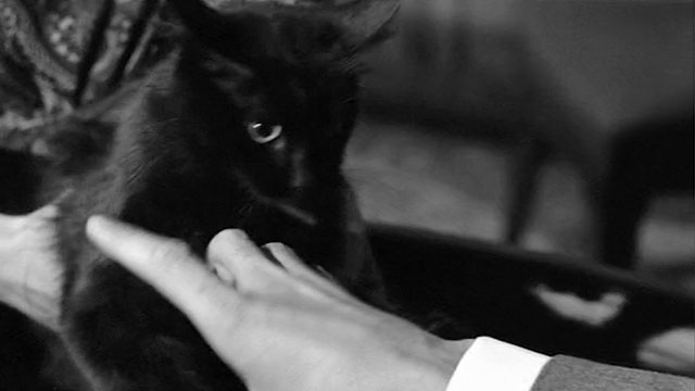 Lucky Jo - aggravated black cat Napoleon