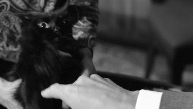 Lucky Jo - aggravated black cat Napoleon