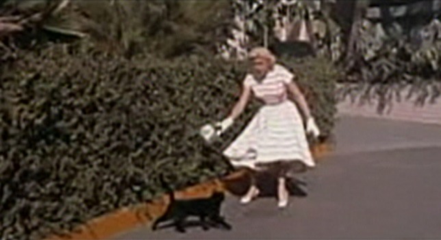 Lucky Me - black cat walks in front of Doris Day