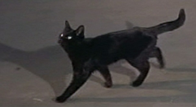 Lucky Me - black cat walking