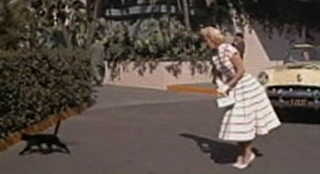Lucky Me - black cat walking away from Doris Day