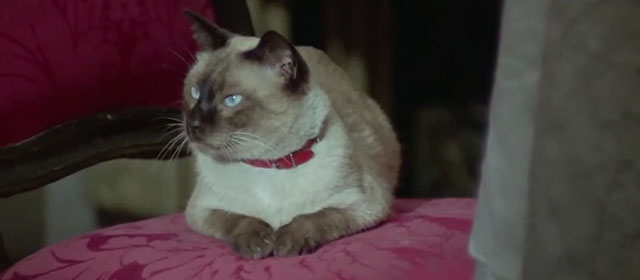 Il lungo, il corto, il gatto - The Long, the Short and the Cat - seal point Siamese cat Archibald sitting on chair