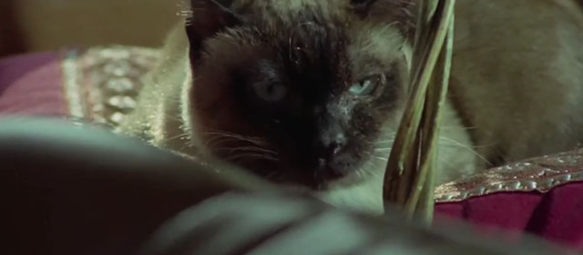 Il lungo, il corto, il gatto - The Long, the Short and the Cat - seal point Siamese cat Archibald on cushion in back of car