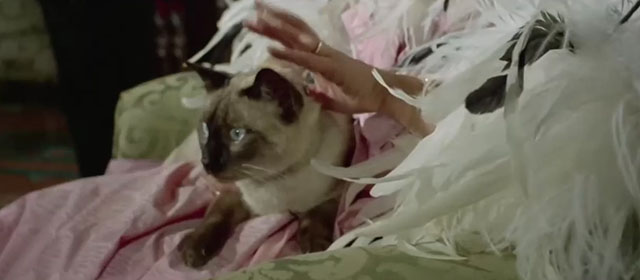 Il lungo, il corto, il gatto - The Long, the Short and the Cat - seal point Siamese cat Archibald sitting on the lap of the Countess