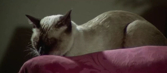 Il lungo, il corto, il gatto - The Long, the Short and the Cat - seal point Siamese cat Archibald sleeping on back of couch