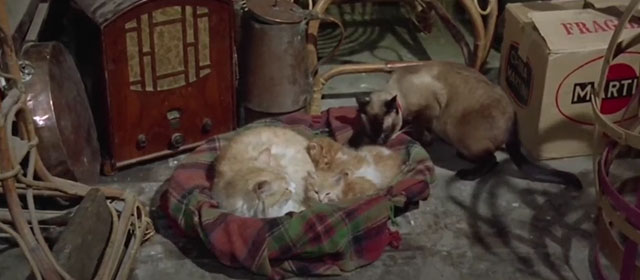 Il lungo, il corto, il gatto - The Long, the Short and the Cat - seal point Siamese cat Archibald with ginger tabby sitting in basket with kittens