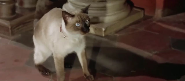 Il lungo, il corto, il gatto - The Long, the Short and the Cat - seal point Siamese cat Archibald