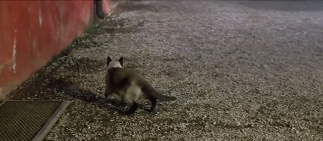 Il lungo, il corto, il gatto - The Long, the Short and the Cat - seal point Siamese cat Archibald running away outside