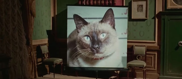 Il lungo, il corto, il gatto - The Long, the Short and the Cat - slide show photo of seal point Siamese cat Archibald