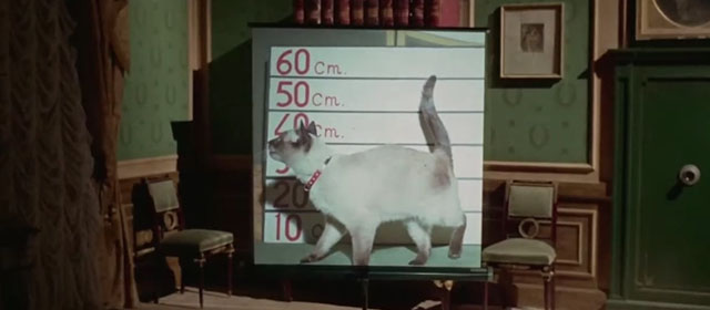 Il lungo, il corto, il gatto - The Long, the Short and the Cat - slide show photo of seal point Siamese cat Archibald