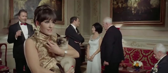 Il lungo, il corto, il gatto - The Long, the Short and the Cat - seal point Siamese cat Archibald held by party guest