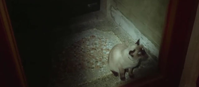 Il lungo, il corto, il gatto - The Long, the Short and the Cat - seal point Siamese cat Archibald in mirror