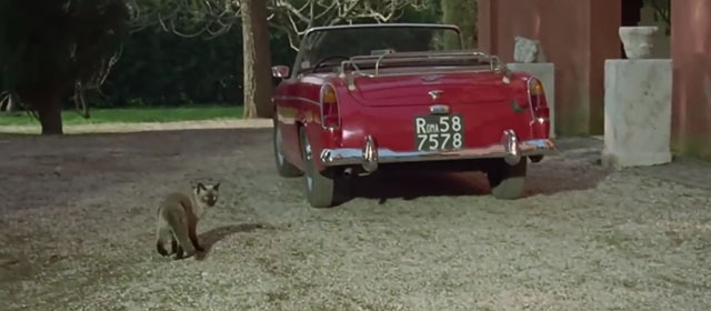 Il lungo, il corto, il gatto - The Long, the Short and the Cat - seal point Siamese cat Archibald standing by car