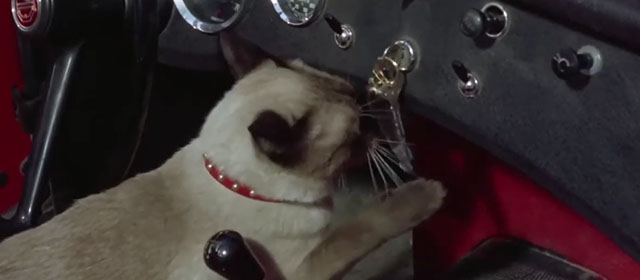 Il lungo, il corto, il gatto - The Long, the Short and the Cat - seal point Siamese cat Archibald nosing keys in car ignition