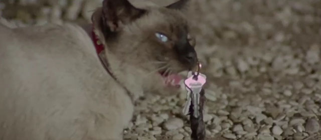 Il lungo, il corto, il gatto - The Long, the Short and the Cat - seal point Siamese cat Archibald with keyring dangling from face